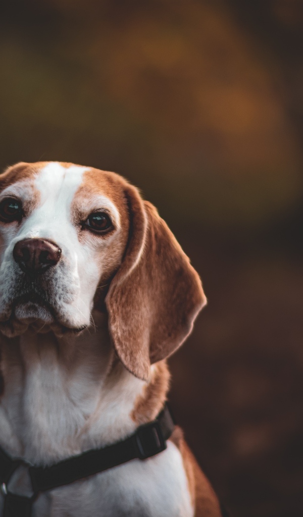 Большой бигль с грустным взглядом