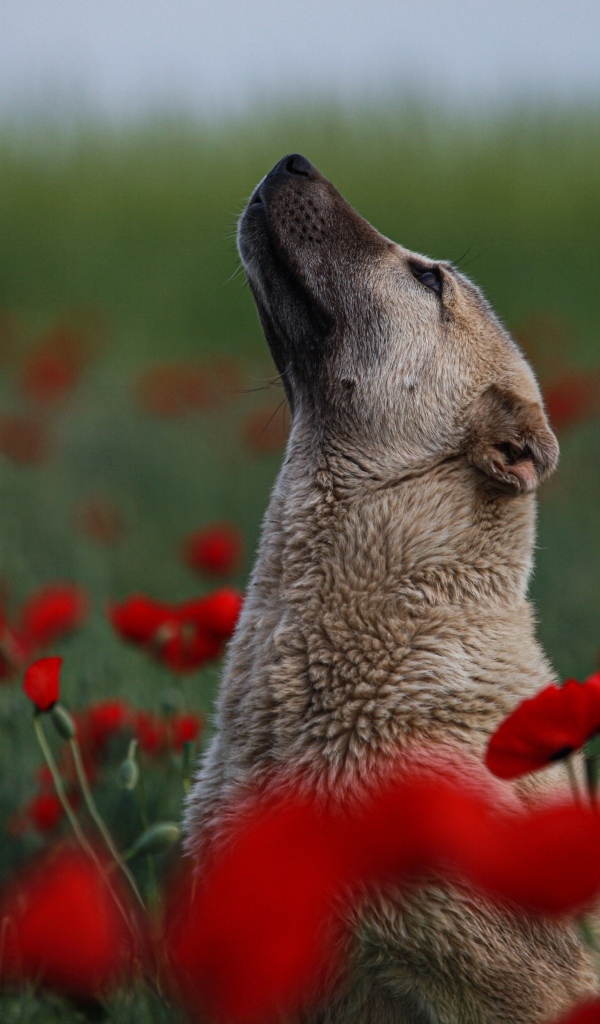 Большая собака сидит в цветах красного мака