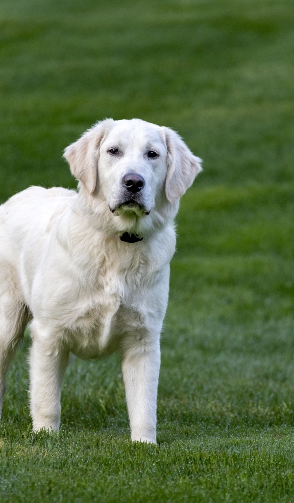 Большой золотистый ретривер на зеленой траве