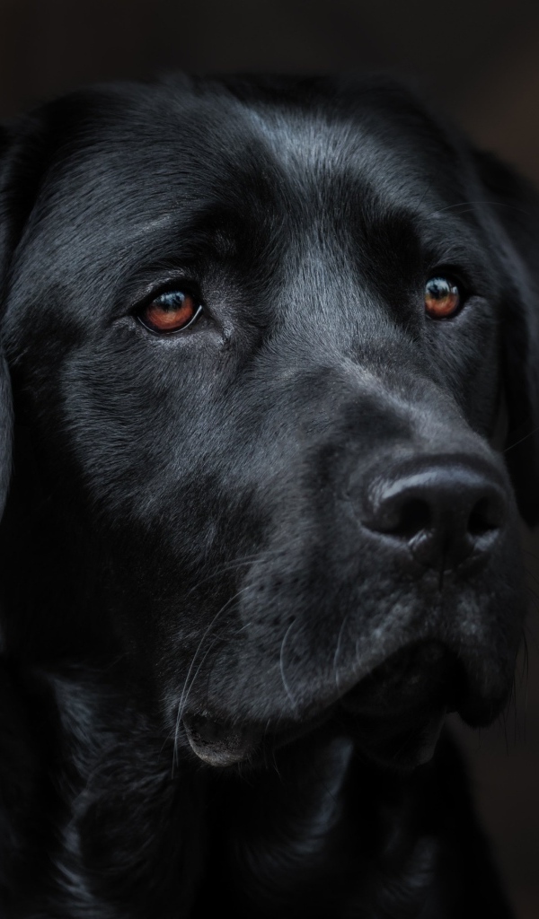 Большой грустный черный лабрадор