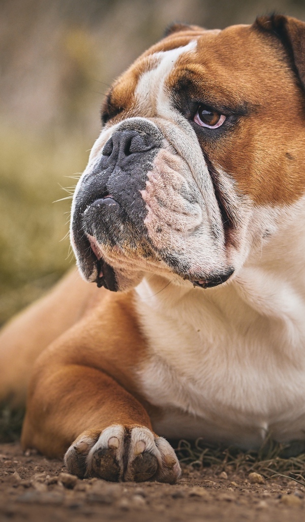 Большой серьезный бульдог лежит на земле