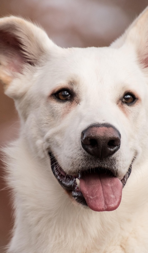 Большой белый пес с высунутым языком