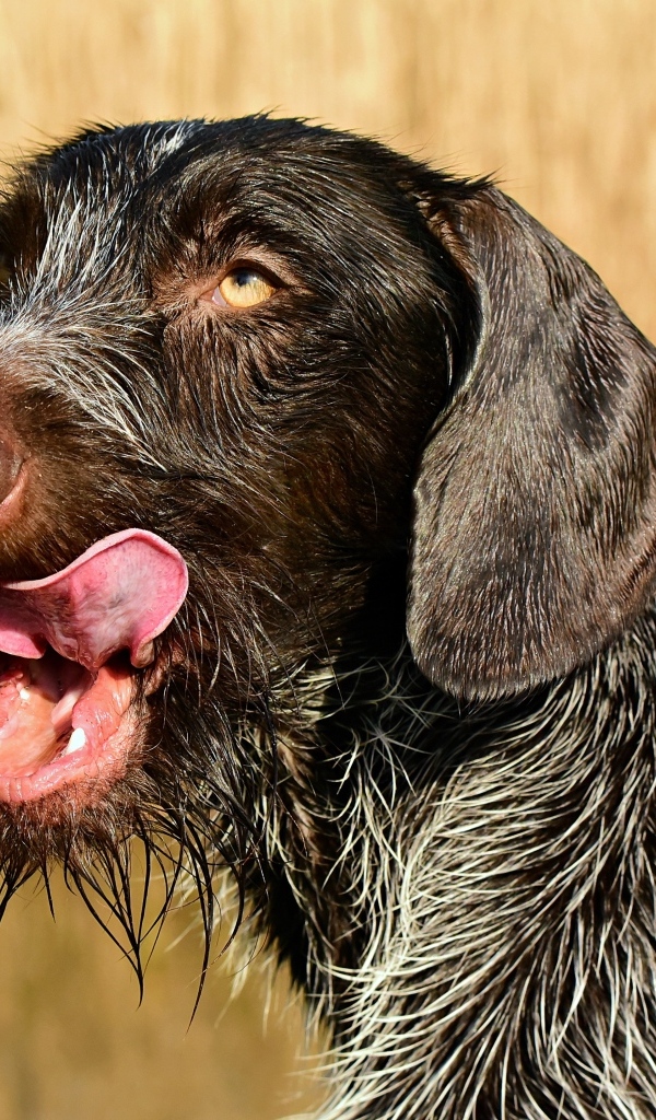 Черный пес породы Дратхаар с высунутым языком