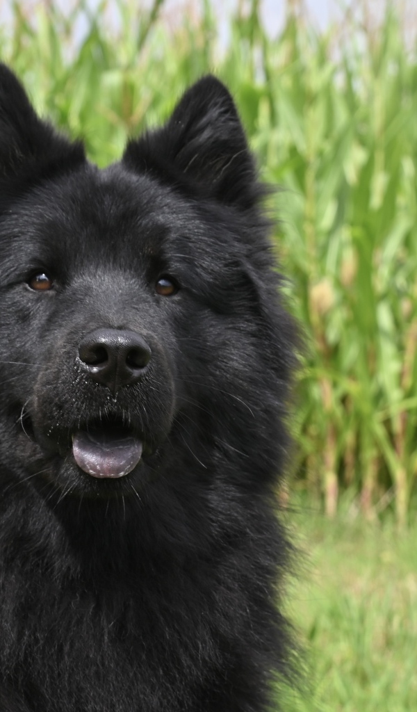 Черная евразийская собака сидит на траве