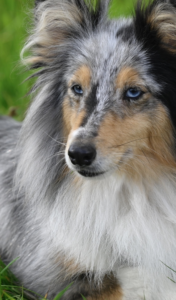 Голубоглазая шотландская овчарка лежит на траве