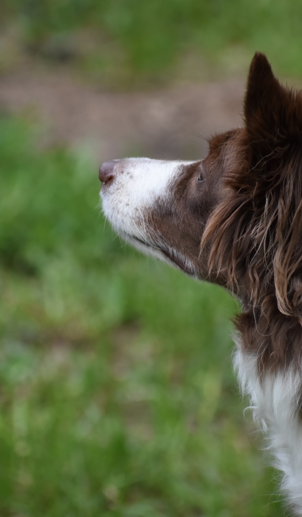 Бордер колли с грустным взглядом