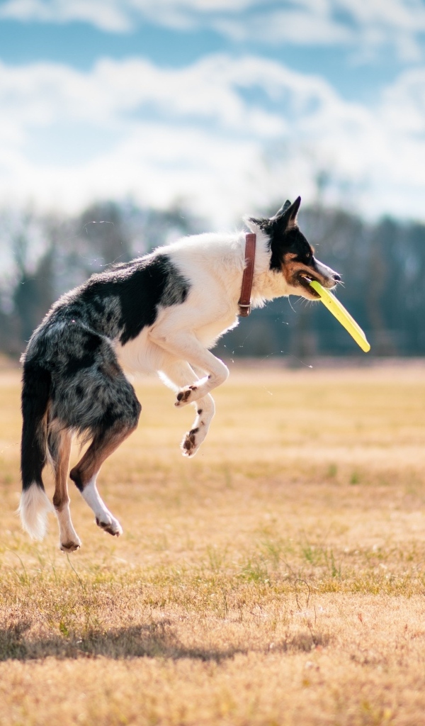 Собака породы бордер колли ловит тарелку