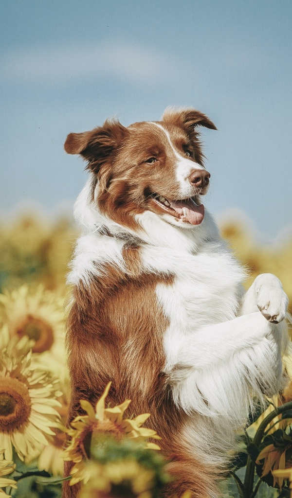 Собака породы бордер колли в подсолнухах