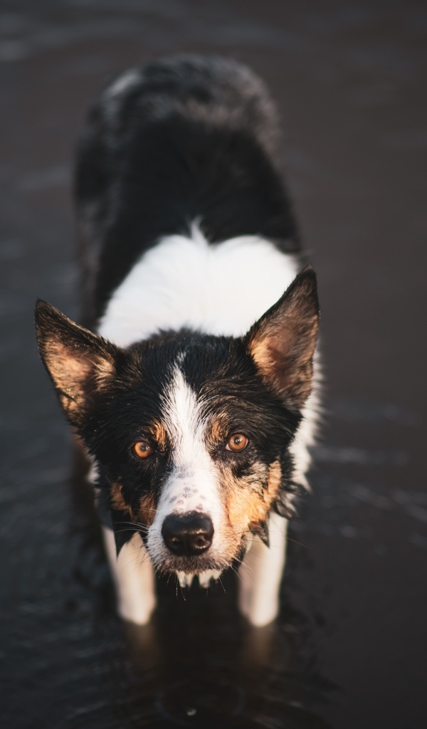 Собака породы бордер колли в воде