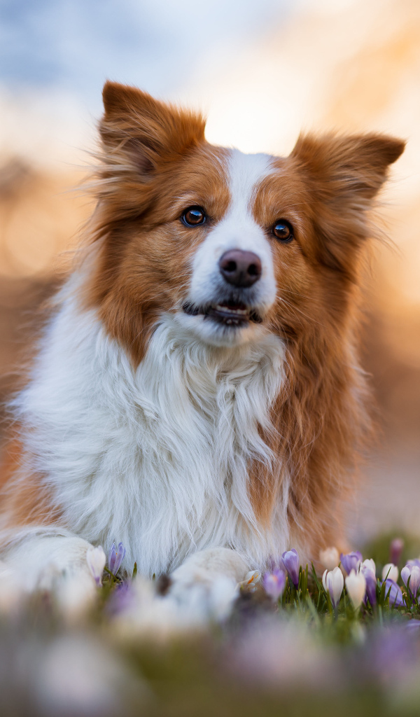 Собака бордер колли лежит в цветах