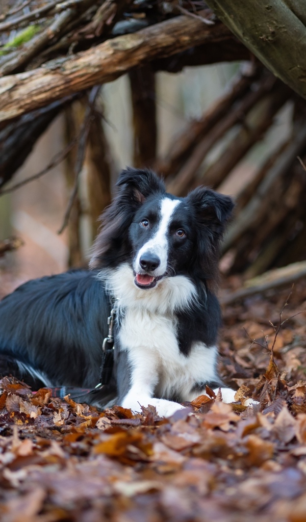 Собака породы бордер колли лежит на листве в парке 