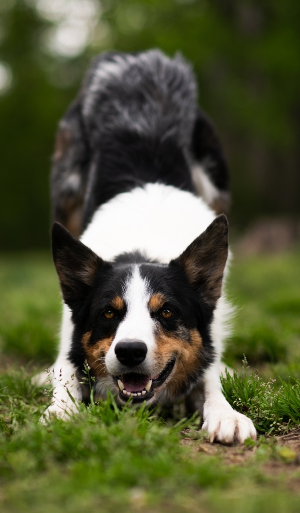 Собака бордер колли играет на траве