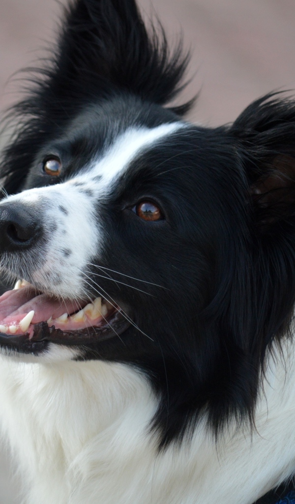 Собака породы бордер колли с открытой пастью