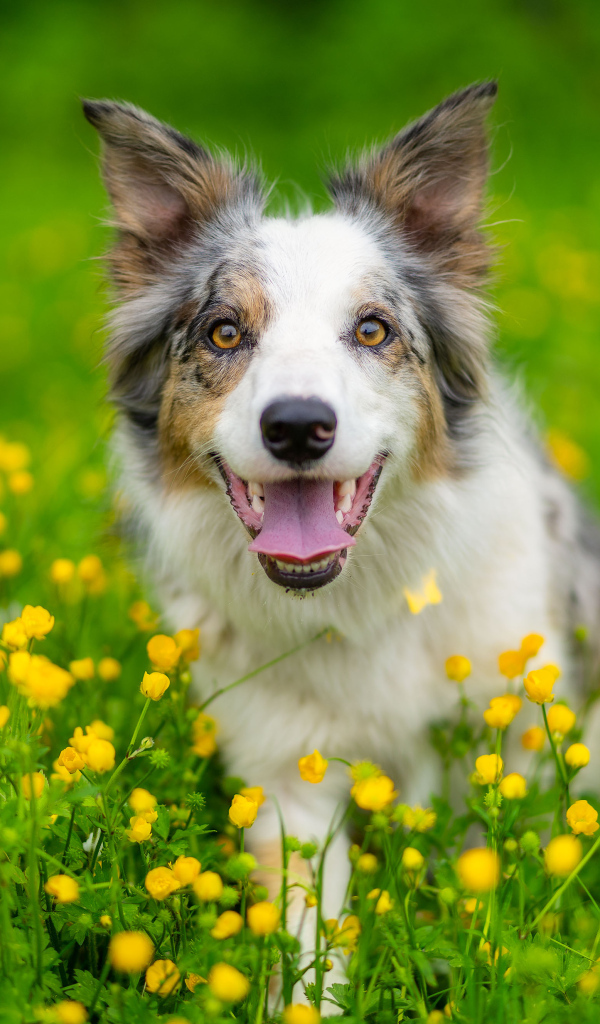 Бордер колли с высунутым языком сидит в траве
