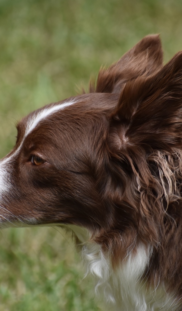 Коричневая собака бордер колли