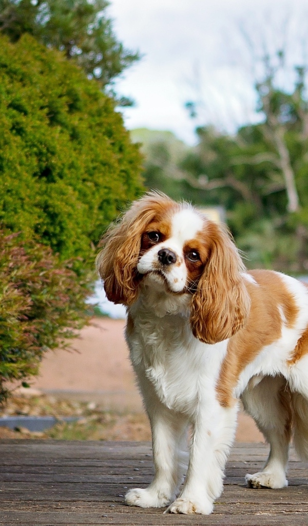 Чарльз кинг спаниель на прогулке