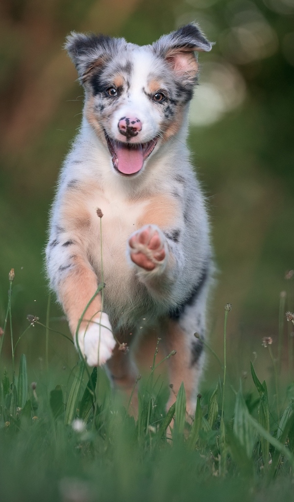 Веселый щенок австралийской овчарки бежит по траве