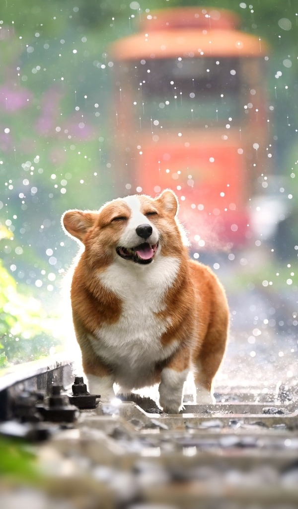 Веселый корги бежит по рельсам под дождем 