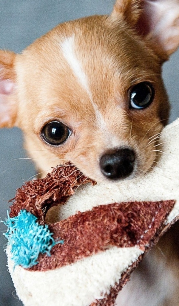 Собака породы чихуахуа с тапком в зубах