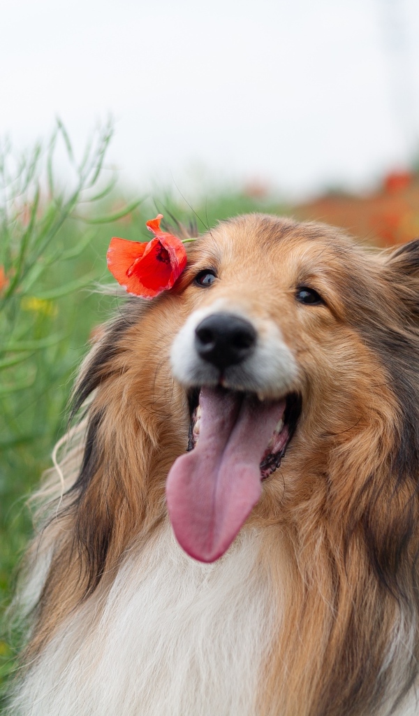 Колли с высунутым языком сидит в траве