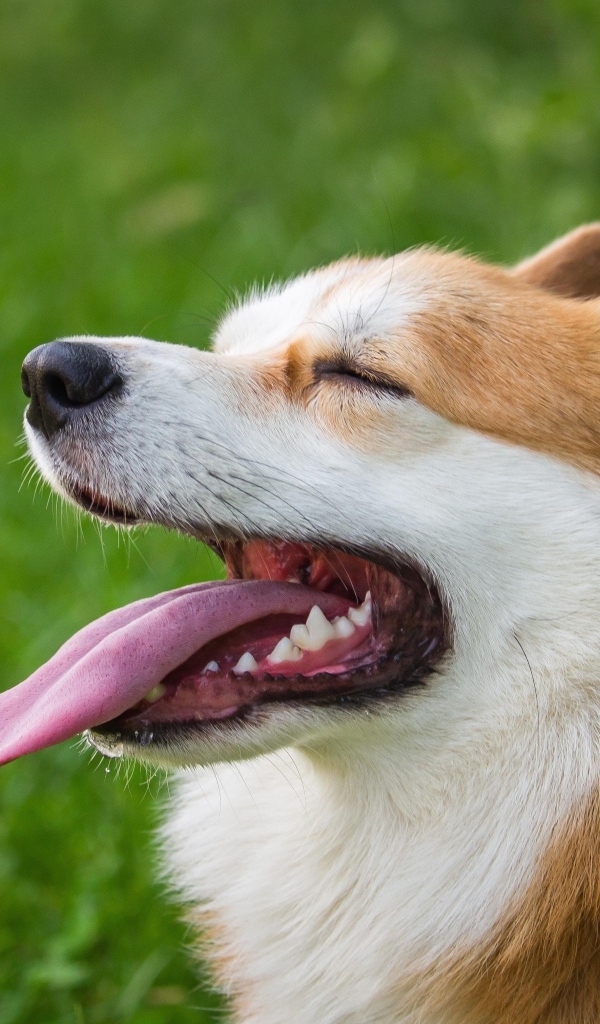 Корги с высунутым языком 