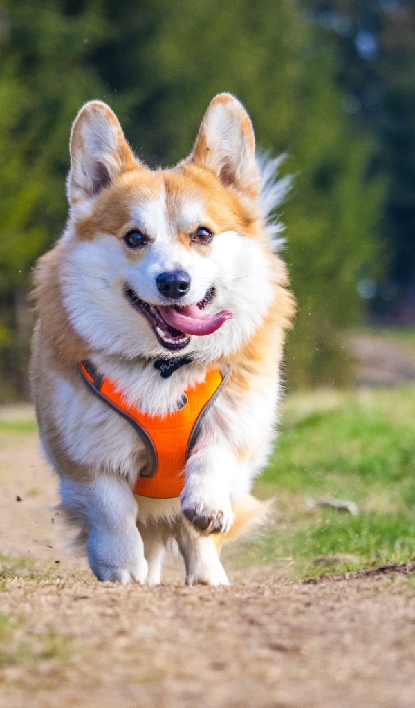 Корги с высунутым языком бежит по дороге