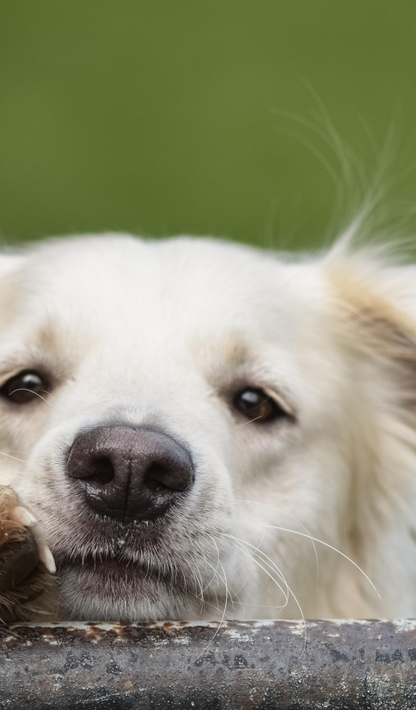 Любопытный белый пес 