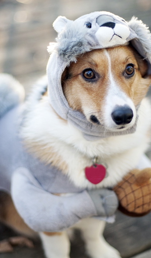 Милая собака в смешном костюме
