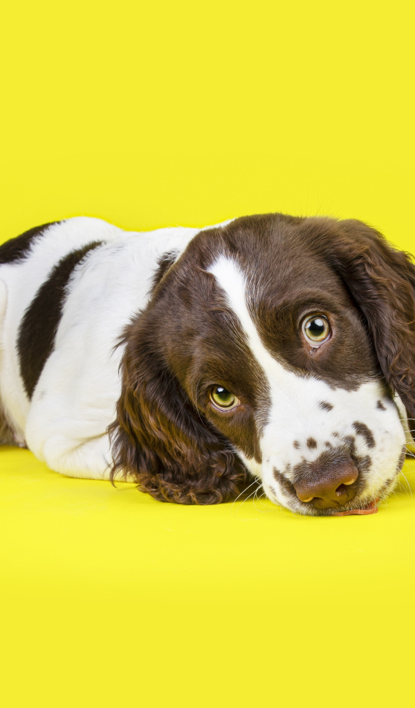 Милый щенок спаниеля на желтом фоне