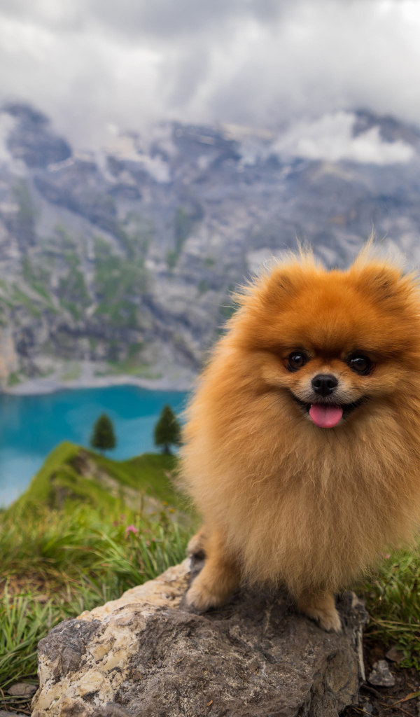 Милый шпиц стоит на камне