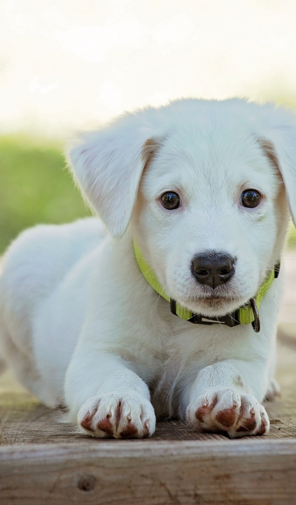 Милый белый щенок лежит на полу