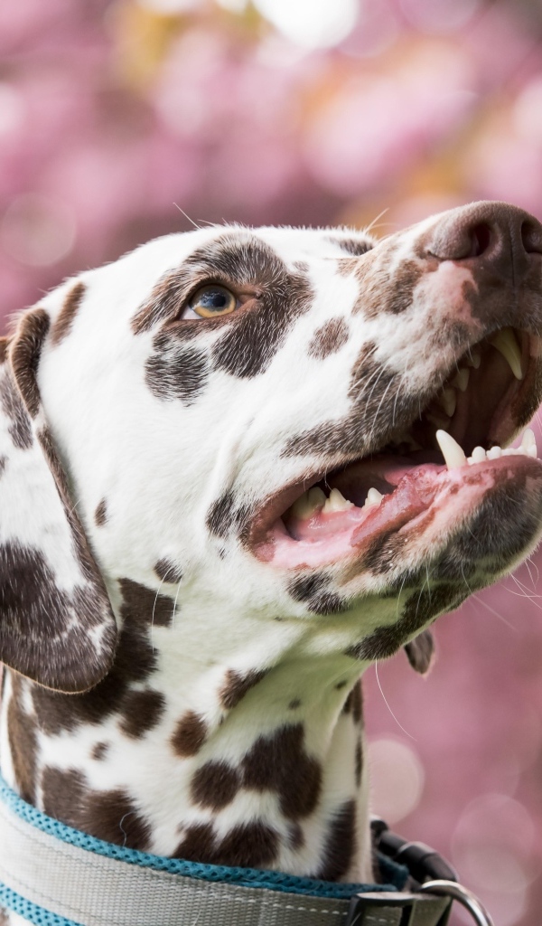 Морда далматина с открытым ртом
