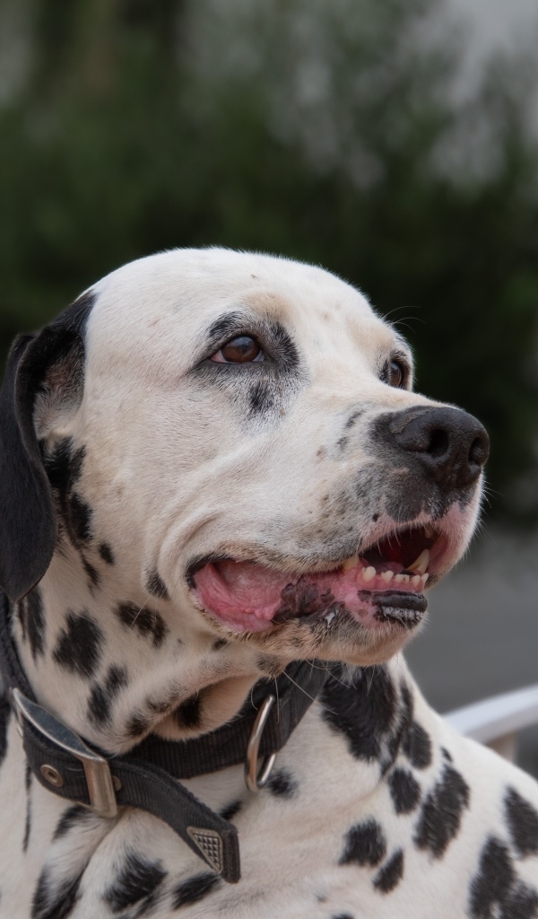 Далматин с открытой пастью 