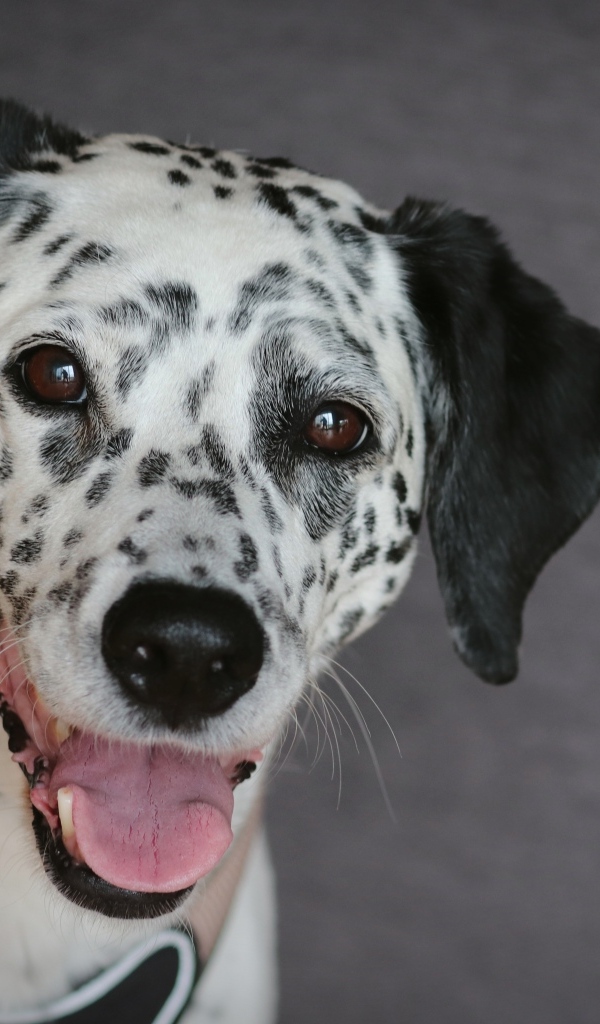 Далматин с открытой пастью на сером фоне