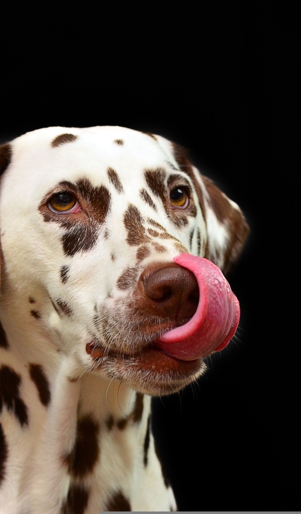 Далматин с высунутым языком на черном фоне
