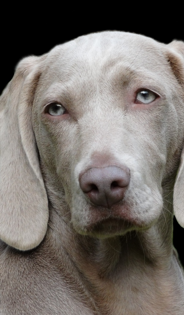 Пес породы веймаранер на черном фоне