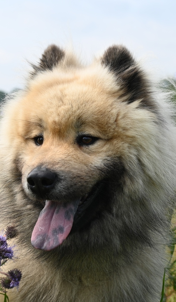 Щенок евразийской породы с высунутым языком