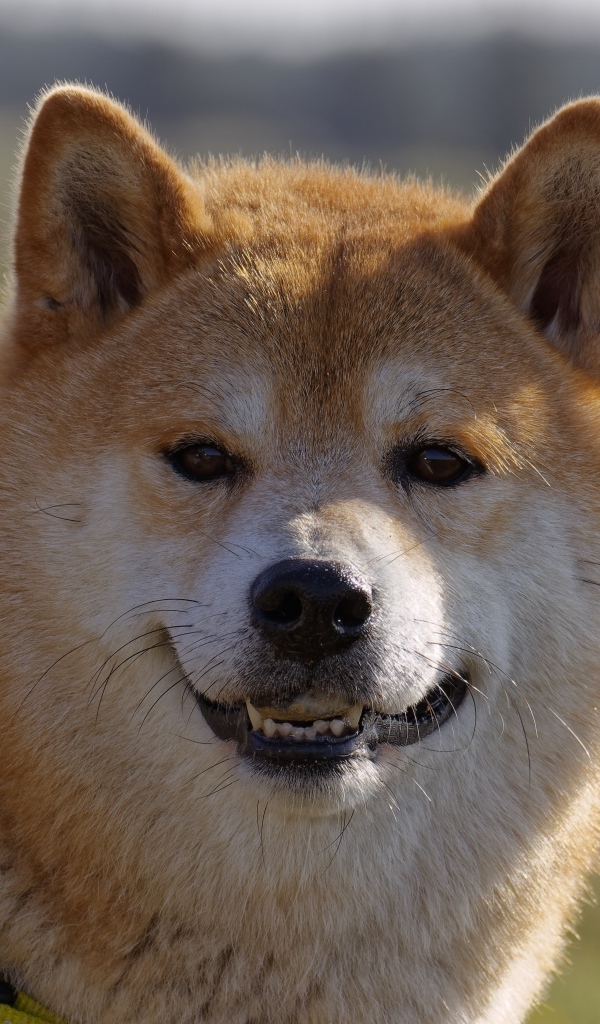 Пушистый пес породы акита ину с ошейником