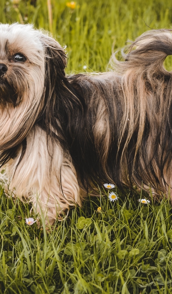 Пушистая русская  цветная болонка стоит на зеленой траве