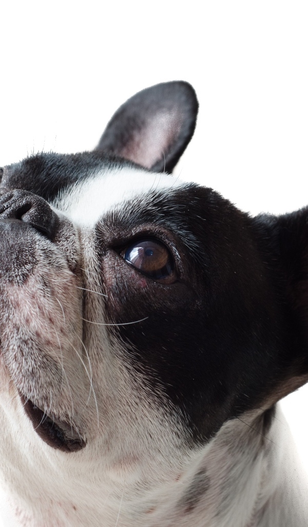 Голова французского бульдога на белом фоне