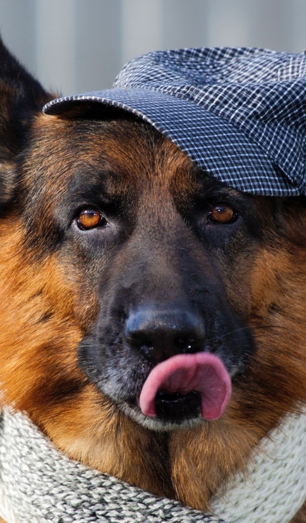 Немецкая овчарка в кепке и шарфе