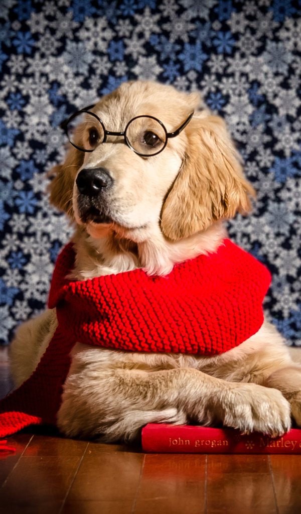 Золотистый ретривер в красном шарфе