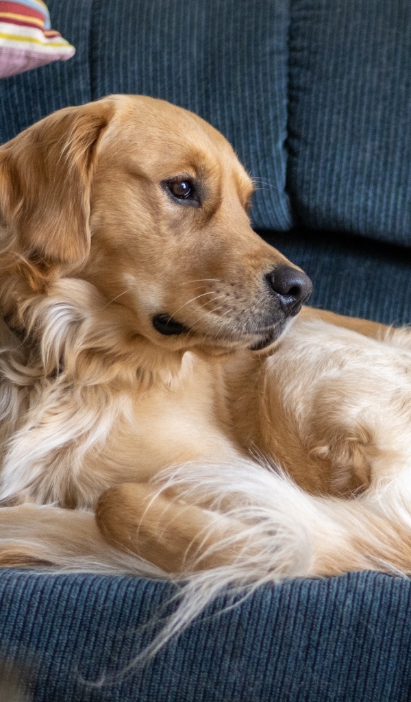Золотистый ретривер лежит на диване
