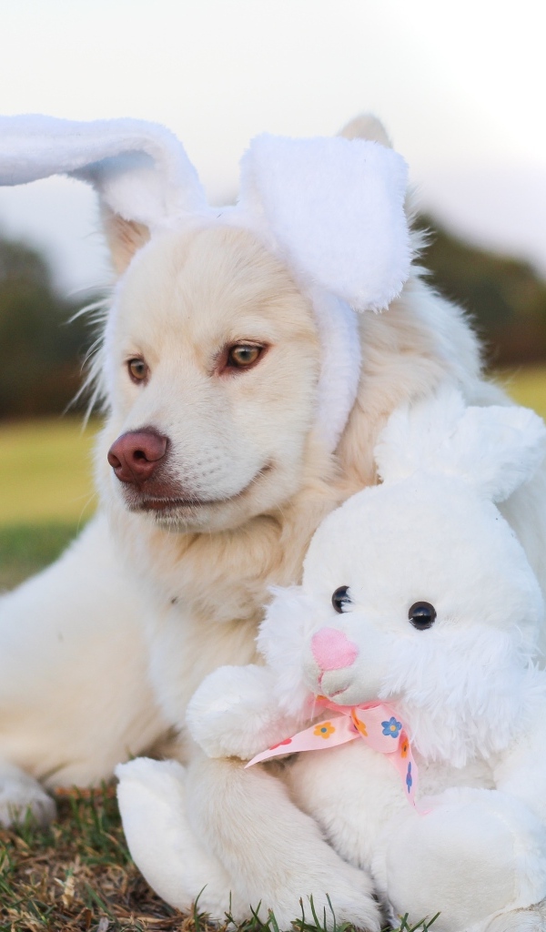 Золотистый ретривер с игрушечным зайцем