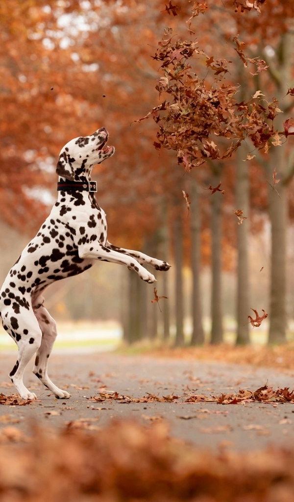 Большой далматинец ловит желтые листья