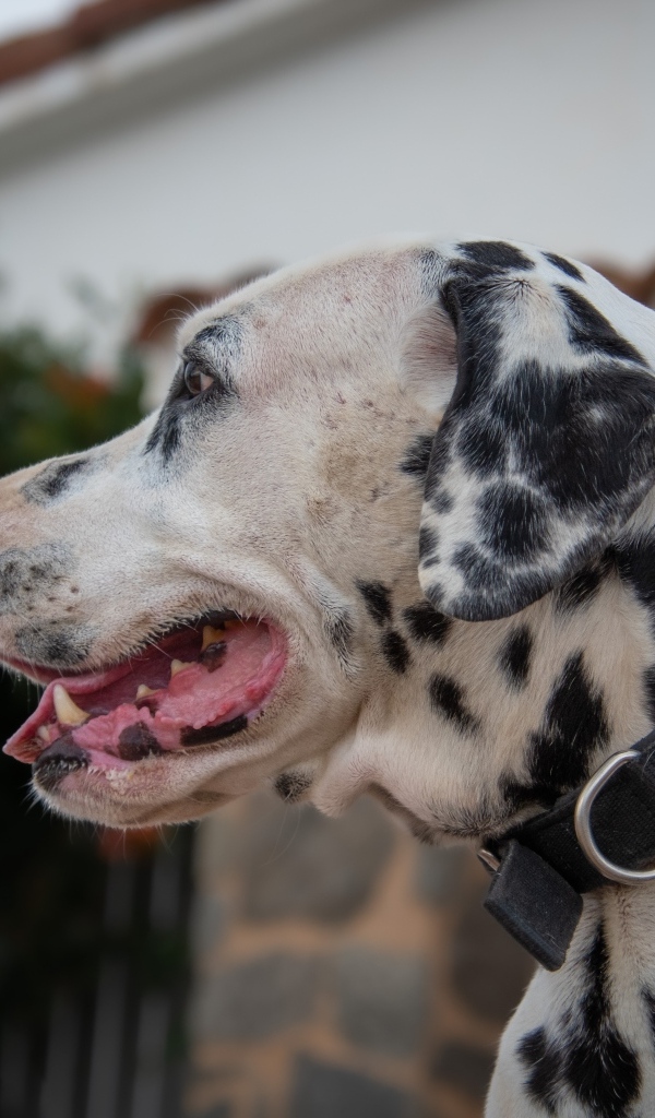 Большой пятнистый далматин в ошейнике