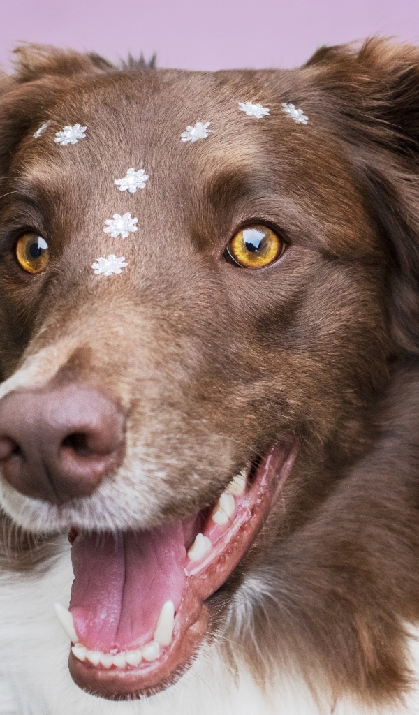 Довольный пес породы бордер колли
