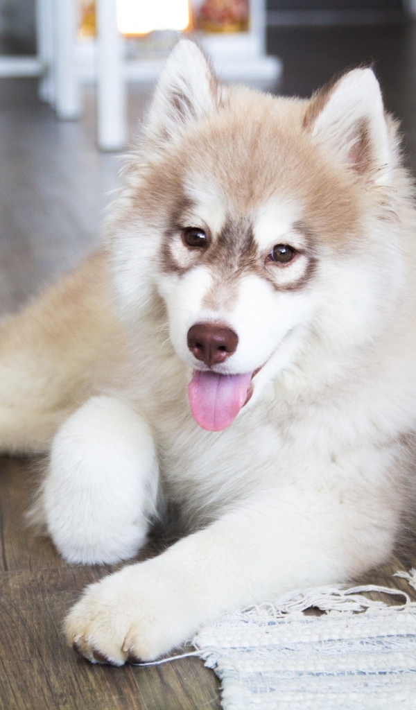 Щенок хаски с высунутым языком