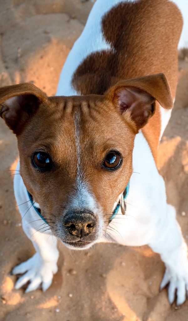 Пес породы джек рассел терьер стоит на песке 