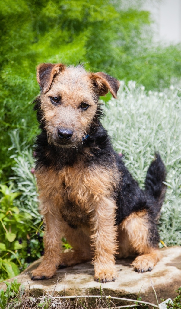 Собака породы лейкленд терьер сидит на камне